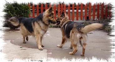 Diesel&Asha