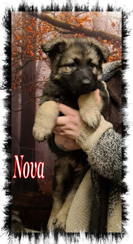 Nova