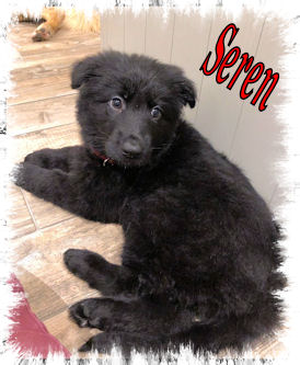 Seren
