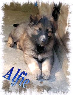 Alfie
