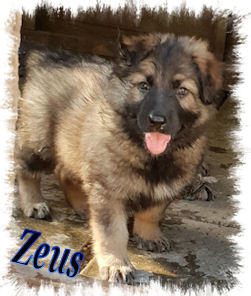 Zeus