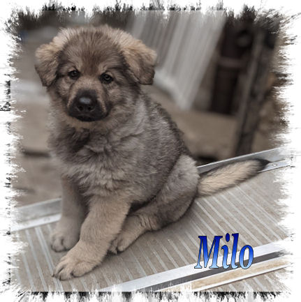 Milo