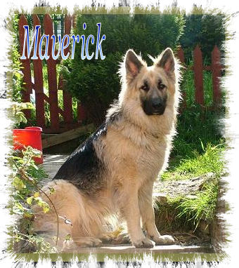 Maverick