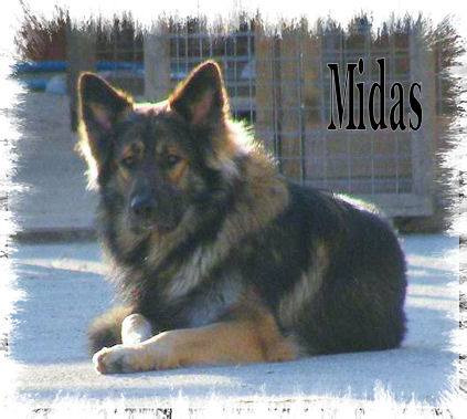 Midas